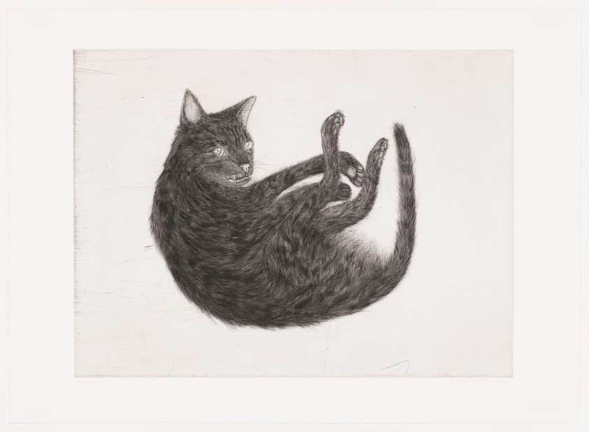 A black cat curled on its side with hind legs raised and head turned toward the viewer.