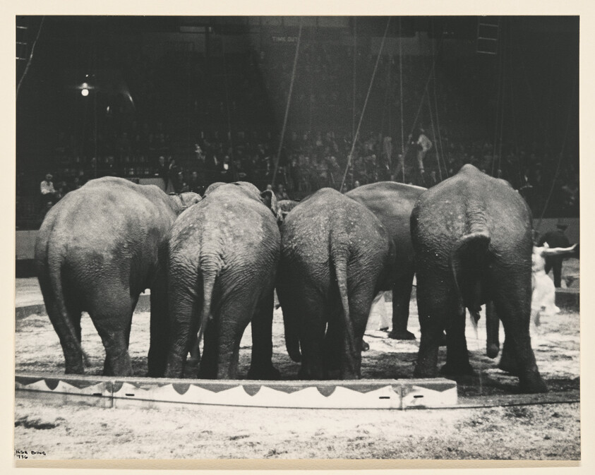 Five elephants stand side by side with their backs to the audience in a circus ring.