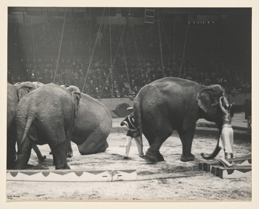 Three elephants perform in a circus ring while trainers guide them before a seated audience.