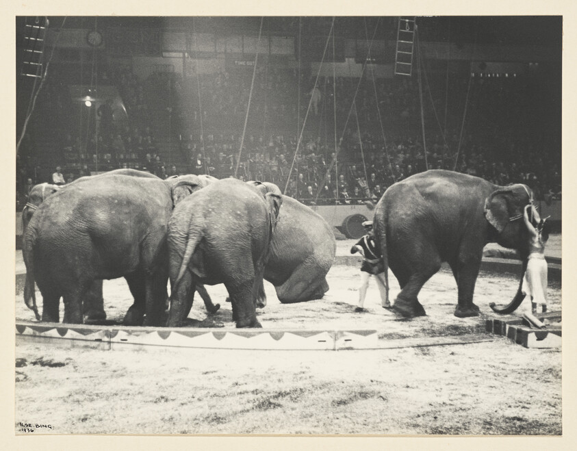 Several elephants stand in a circus ring while handlers guide them during a performance.