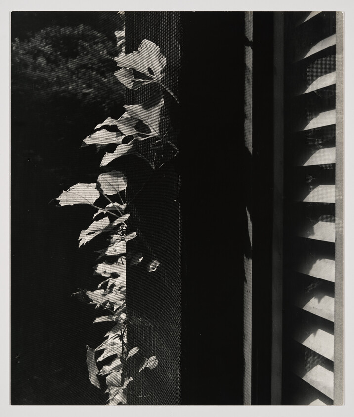 Vine with pale leaves climbs a dark porch post beside sunlit slatted shutters.