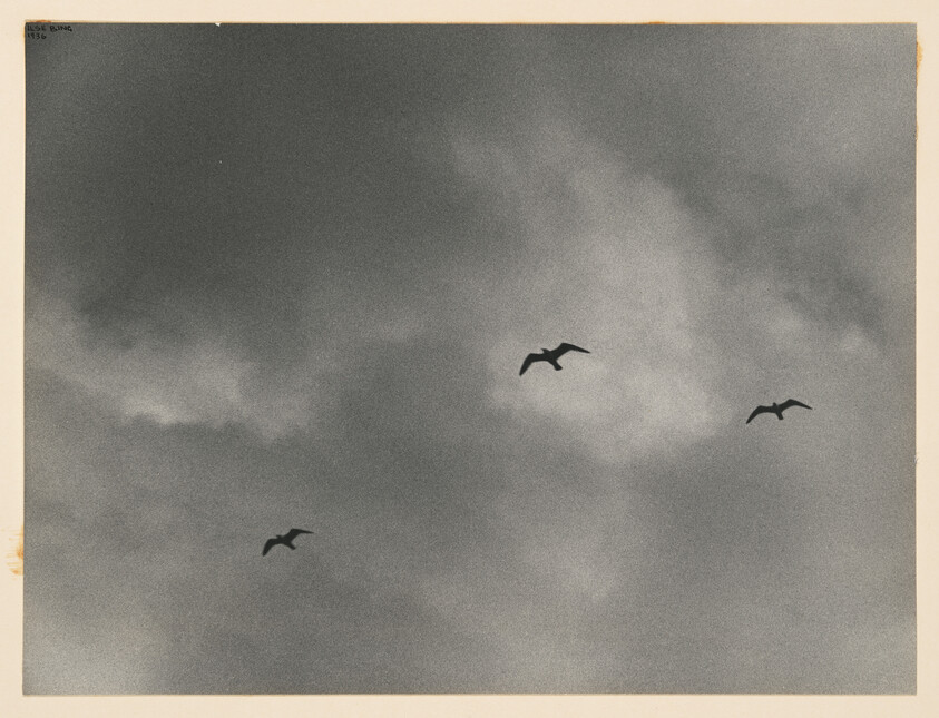 Three seagulls glide calmly across a wide cloudy gray sky with soft light.