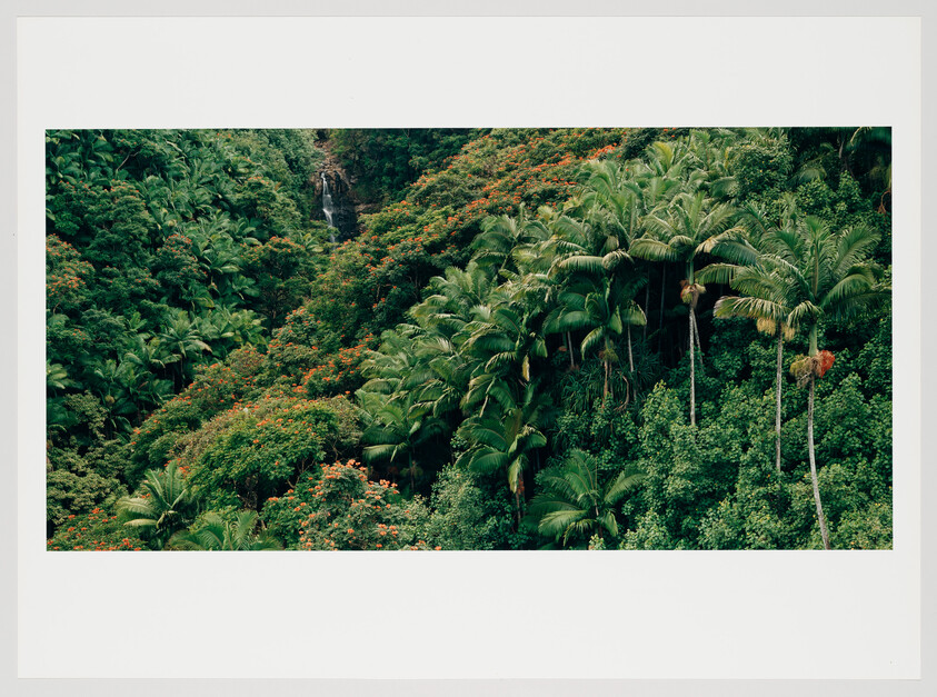 A lush tropical forest with dense green foliage and tall palm trees, interspersed with bright orange flowers. A small waterfall is visible in the background amidst the thick vegetation.