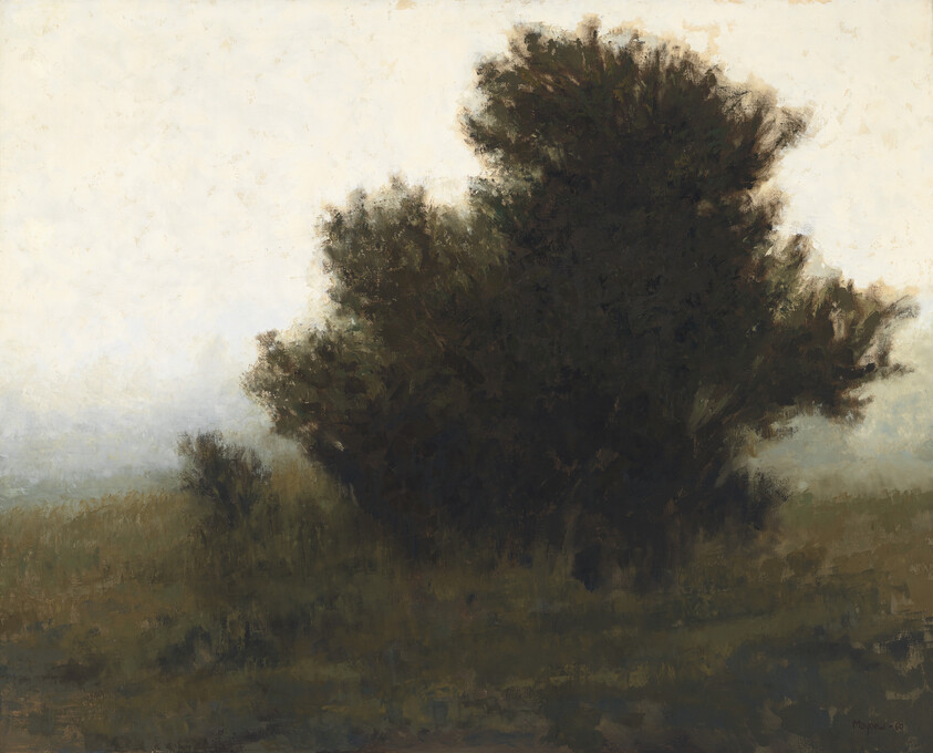 A large dark tree stands alone in a misty, muted field at dawn.