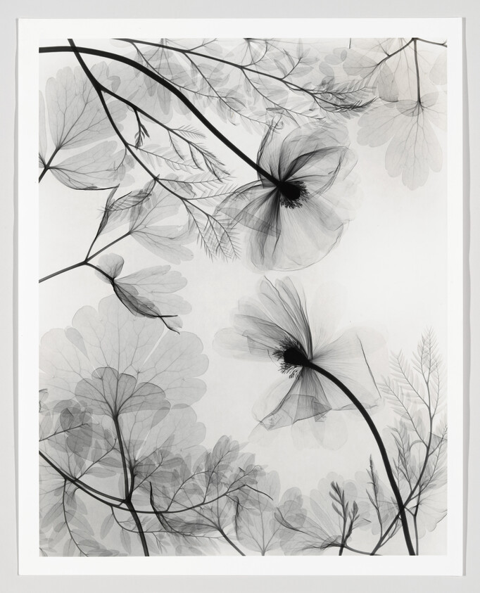 Translucent black-and-white flowers and delicate stems overlap like x-ray botanical silhouettes.