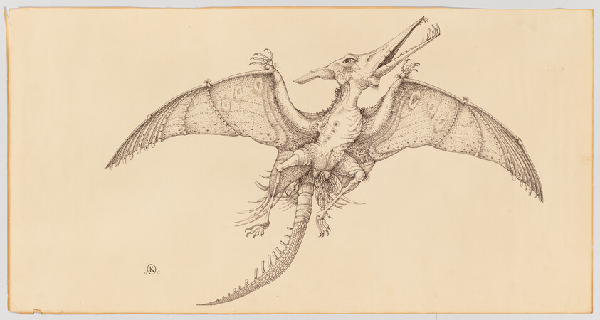 A detailed pen-and-ink drawing of a winged pterosaur soaring with legs and long tail extended.