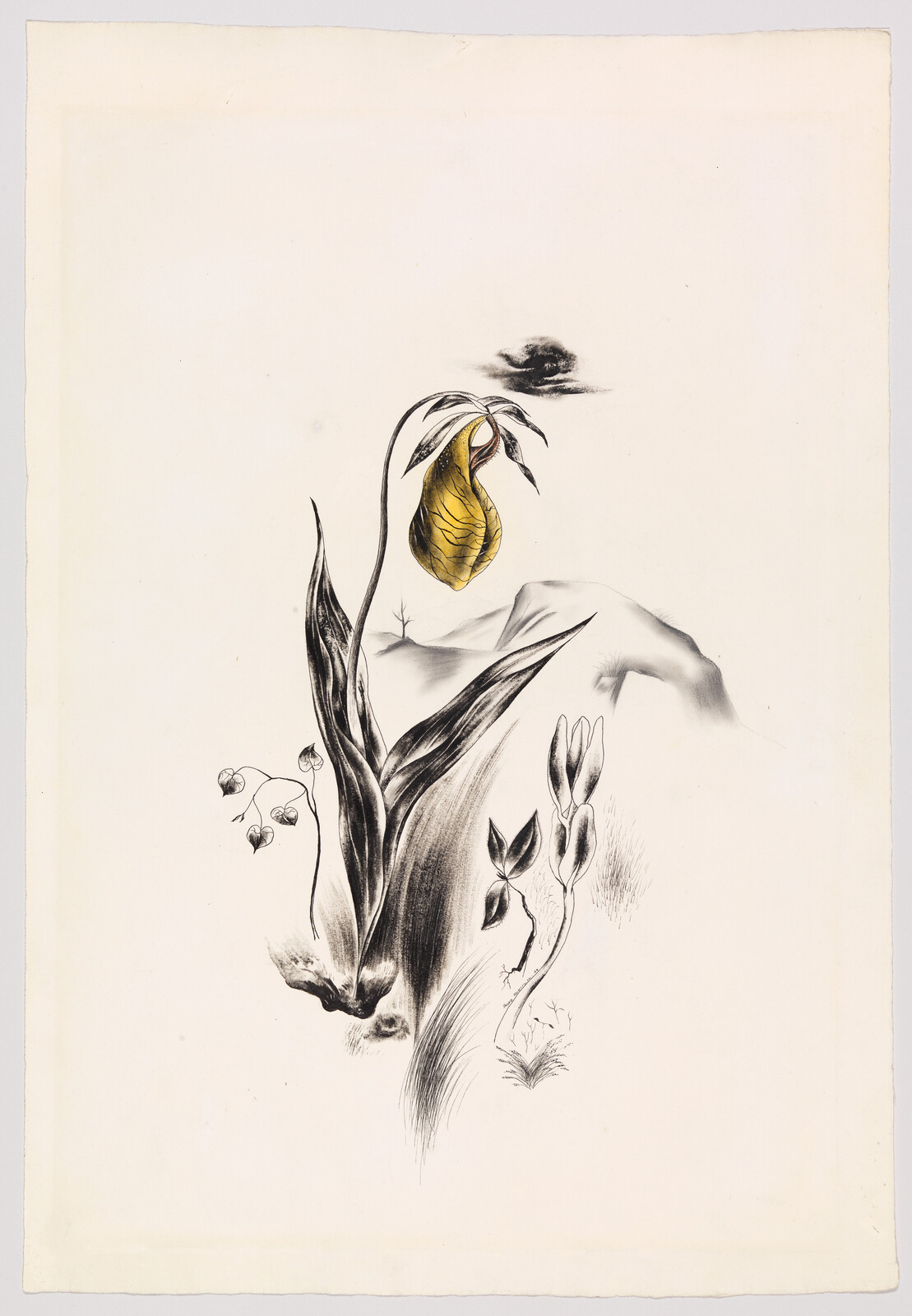 A tall drooping yellow lady's slipper orchid with long leaves and small surrounding plants.