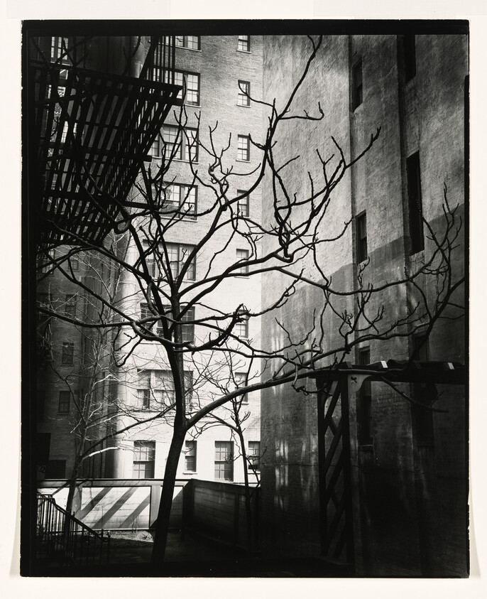 Leafless tree branches silhouetted against tall apartment buildings and a metal fire escape.