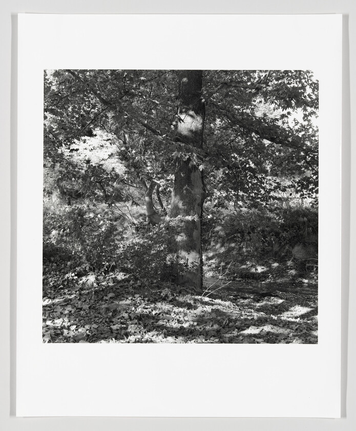 A large tree stands in a shaded woodland clearing with sunlight dappled on fallen leaves.