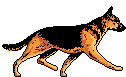 Illustration of a German Shepherd walking, showing its side profile with a black and tan coat.