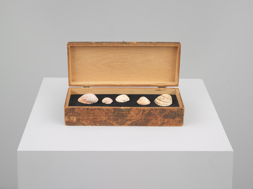 A wooden box with five seashells arranged on black lining, displayed on a white pedestal.