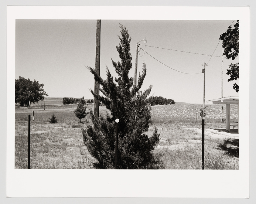 Black and white photograph depicting a rural landscape with a tall conifer tree in the foreground, a utility pole with wires, and a small structure with a roof in the background. The scene is set against a backdrop of open fields and a line of trees under a clear sky.