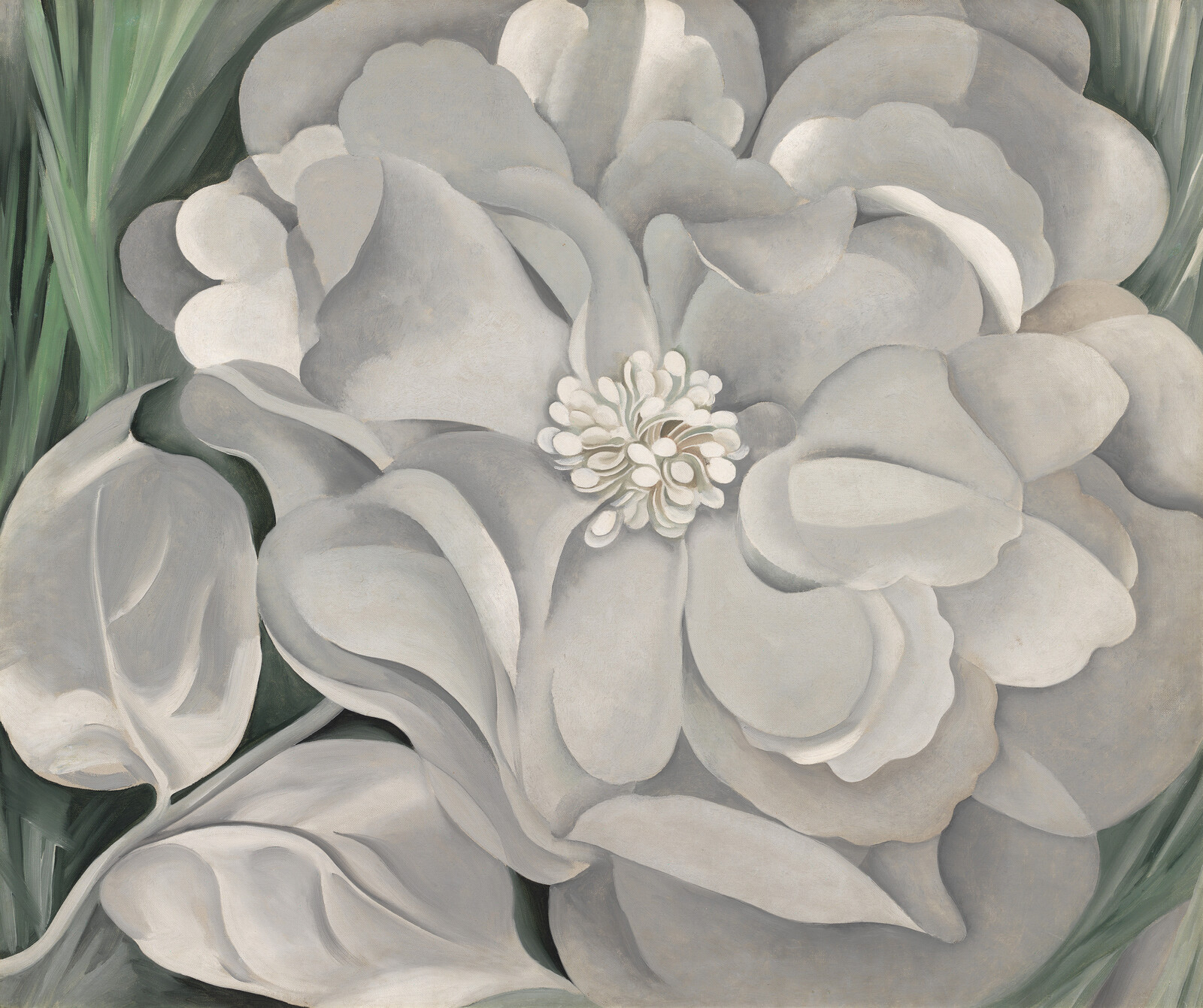 Large white flower with layered petals and a detailed center, surrounded by green leaves.