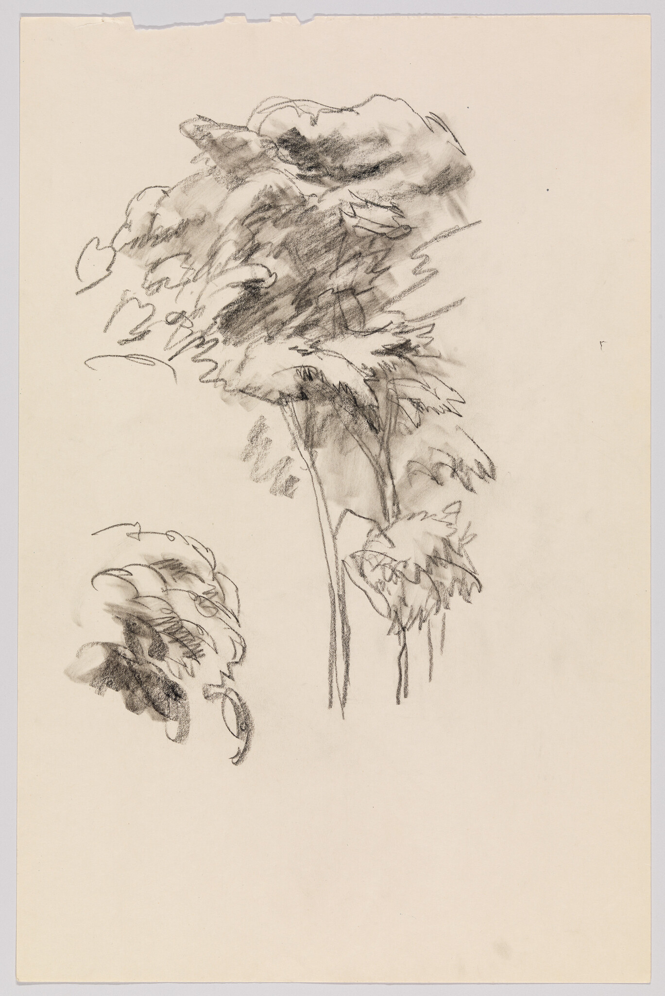 Loose charcoal sketch of tall trees with leafy canopies and scribbled foliage.