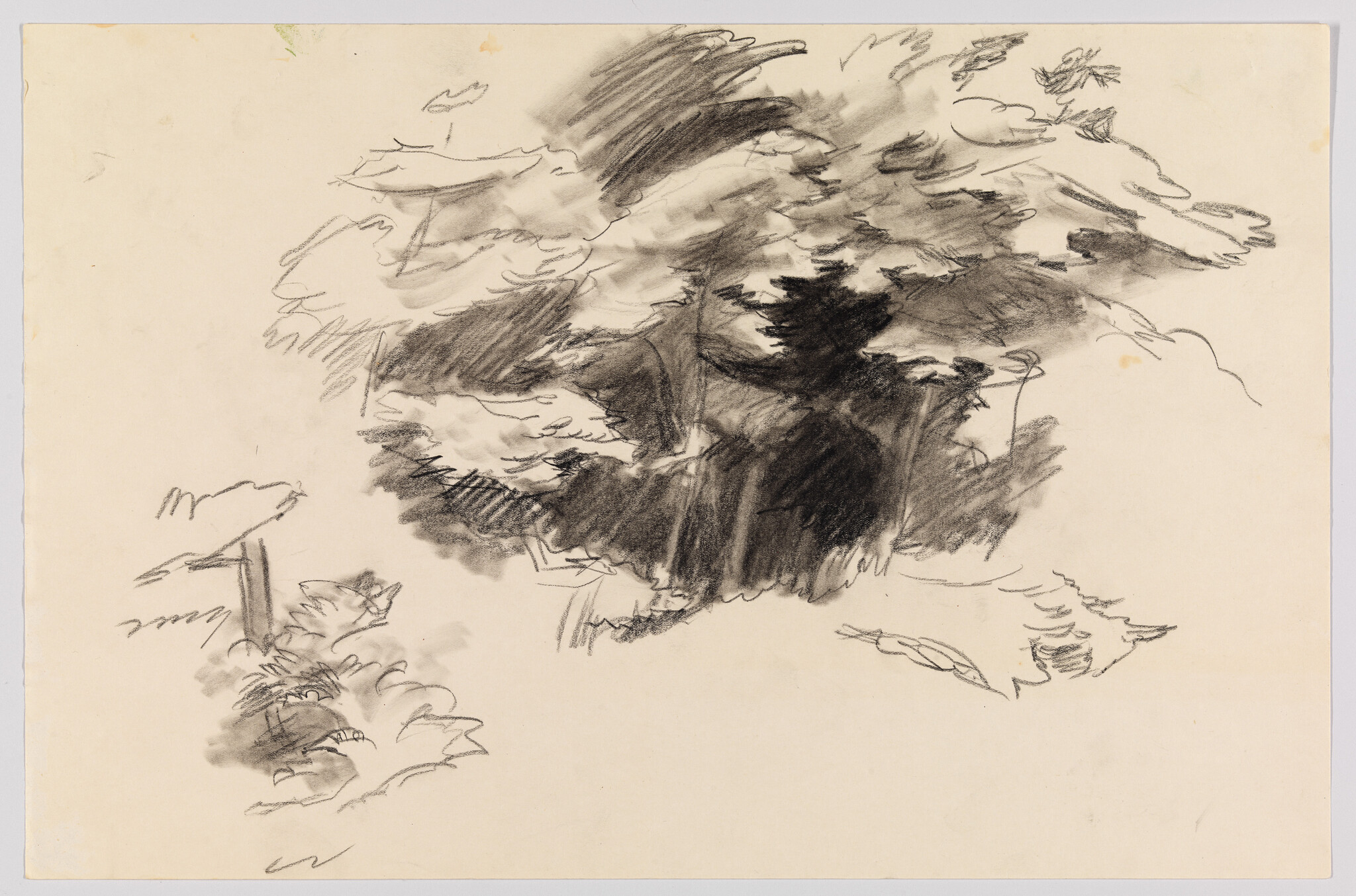 A charcoal sketch showing dense tree foliage and leafy shadows with loose, expressive strokes.