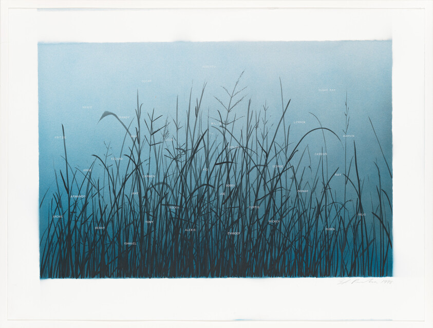 Dark tall grasses silhouetted against a soft blue background with small white labels among the stems.