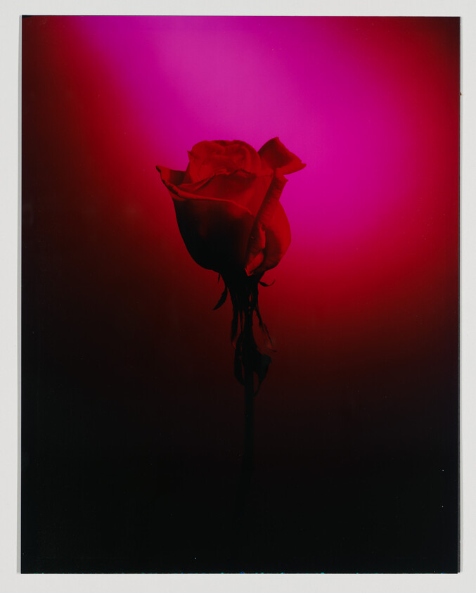 A single rose with a vibrant red and pink gradient background, creating a dramatic and moody atmosphere. The rose appears to be in silhouette with details obscured by the strong backlighting.