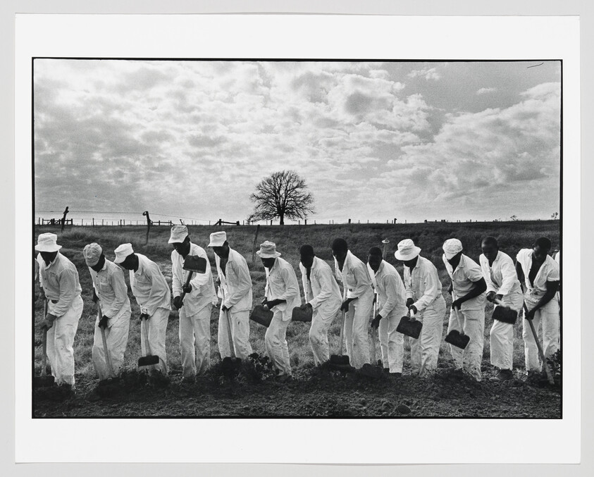 A line of men in white clothing digging with shovels in a field under cloudy sky.