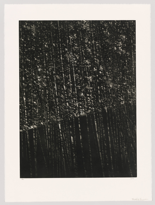 A black and white photograph depicting a dense cluster of tall, thin vertical elements that resemble stalks or reeds, with small patches of light scattered throughout, creating a contrast against the dark background. The image is framed with a white border, and there is a signature at the bottom right corner.