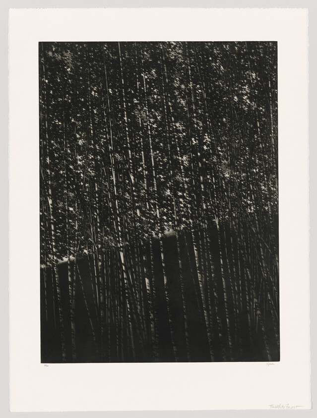 Tall thin bamboo stalks densely packed with dappled light filtering through the leaves.