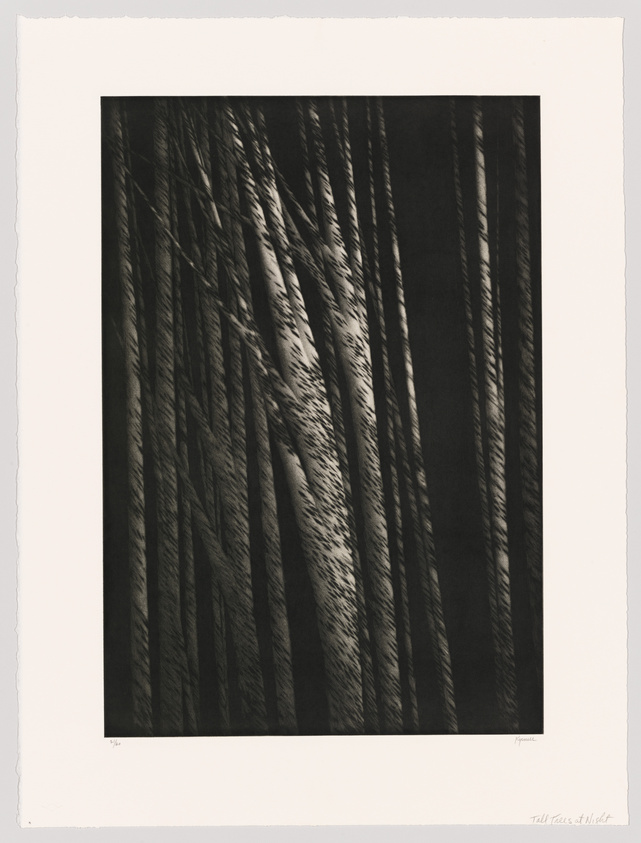 A monochromatic artwork depicting the shadows of tall trees cast upon a surface, creating a pattern of vertical lines and textures. The image is framed with a white border, and there is a signature and title at the bottom.