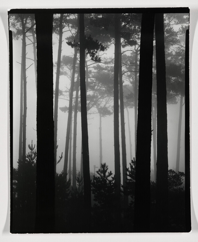 A black and white photograph of a dense forest with tall, slender trees shrouded in fog, creating a moody and atmospheric scene.