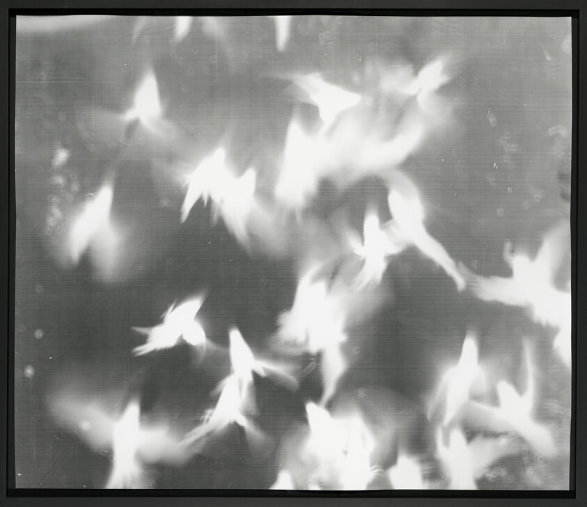 Several blurred white birds flutter and streak across a dark, out-of-focus background.