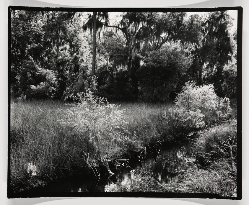 Tall trees with hanging moss overlook a marshy creek bordered by grasses and small bushes.