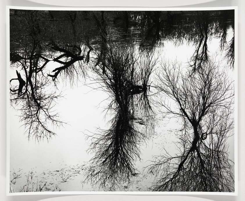 Leafless trees and their dark reflections stand over calm water in a high-contrast black-and-white scene.