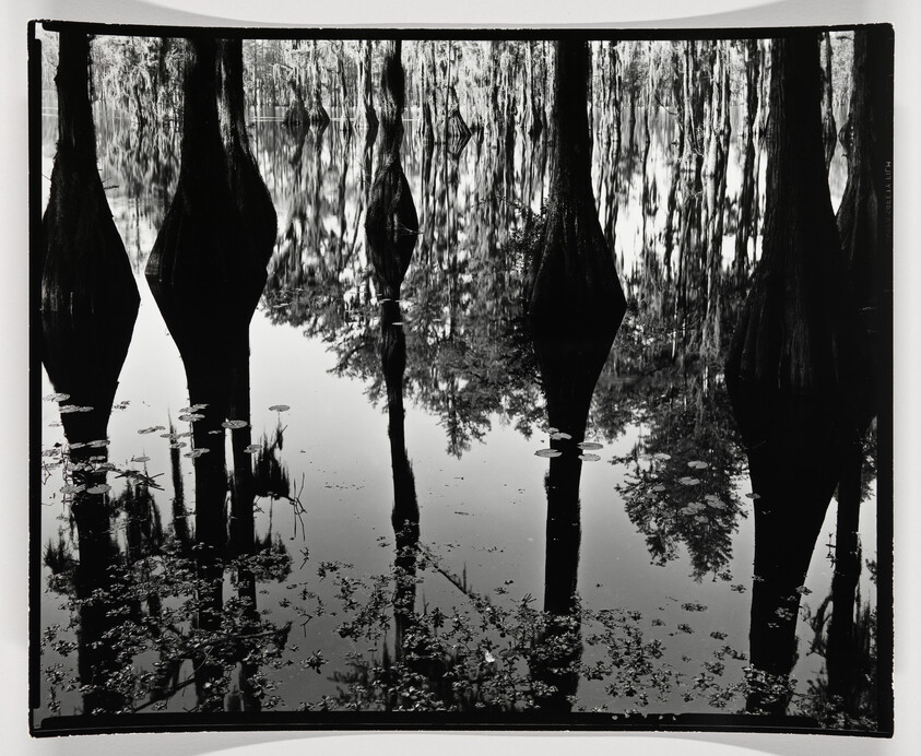 Cypress tree trunks with swollen bases reflected in calm water dotted with lily pads.