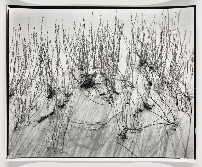 Thin bare plants rise from a snow-covered dune, casting long spidery shadows.