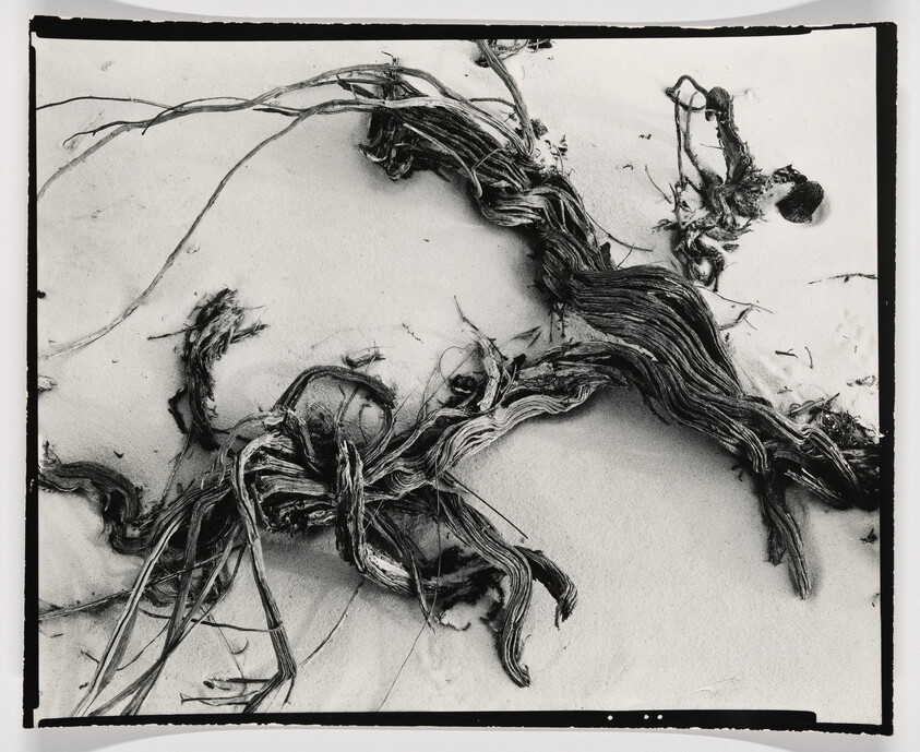 Twisted dried roots and vine strands lie tangled on a smooth sandy surface.