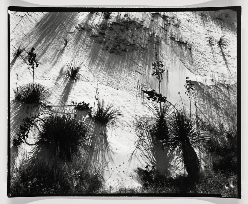 Spiky desert plants on a sand dune casting long dramatic shadows across rippled sand.