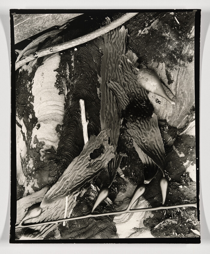 Large wrinkled kelp fronds and seed pods lying on a textured rocky surface.