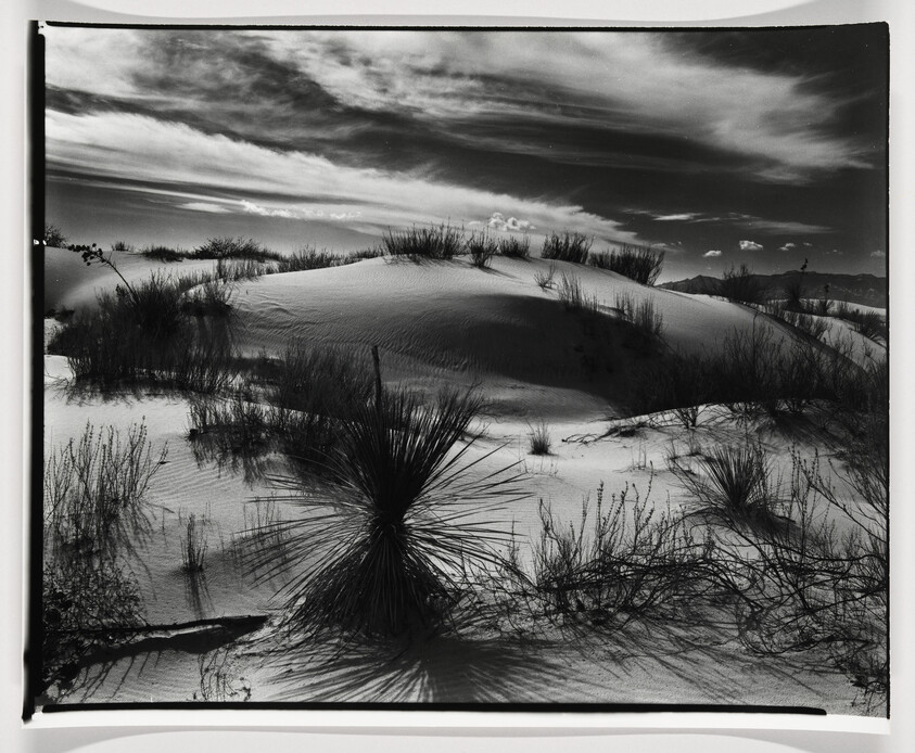 Sand dunes with spiky desert plants casting long shadows under a dramatic cloudy sky.