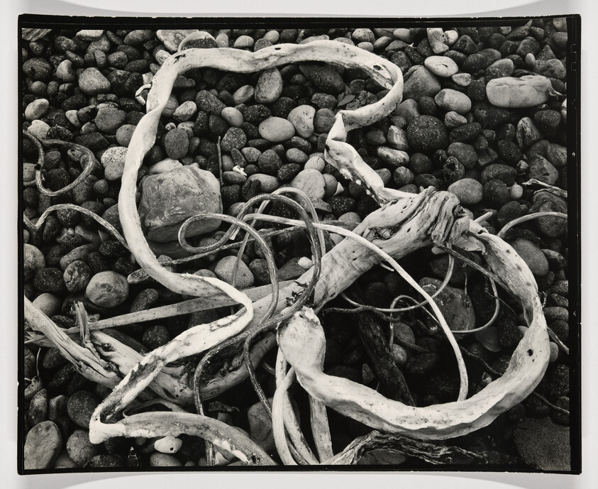 Tangled bleached driftwood and seaweed lay twisted across a pebble-covered shore.