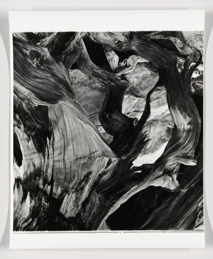 A black and white photograph of a complex, swirling pattern that resembles the natural grain and twists of wood or rock formations, displayed within a white border.