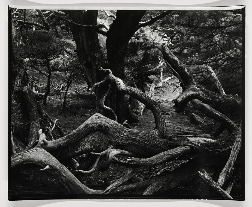 A black and white photograph capturing a dense forest with gnarled and twisted trees. The intricate network of branches and roots creates a dramatic and somewhat eerie atmosphere. The trees appear old and weathered, with their textures emphasized by the monochromatic tones.