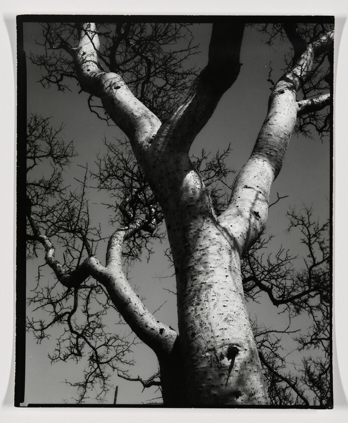 A black and white photograph of a tree with a thick trunk and several large branches extending upwards, devoid of leaves, against a bright sky. The tree's bark texture and the intricate network of twigs are highlighted by the contrast of light and shadow.