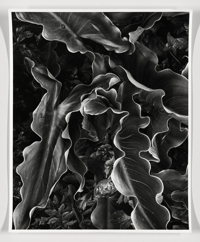 A black and white photograph showcasing a close-up view of large, wavy-edged leaves with intricate textures and patterns. The leaves are densely packed, creating an abstract natural tapestry.
