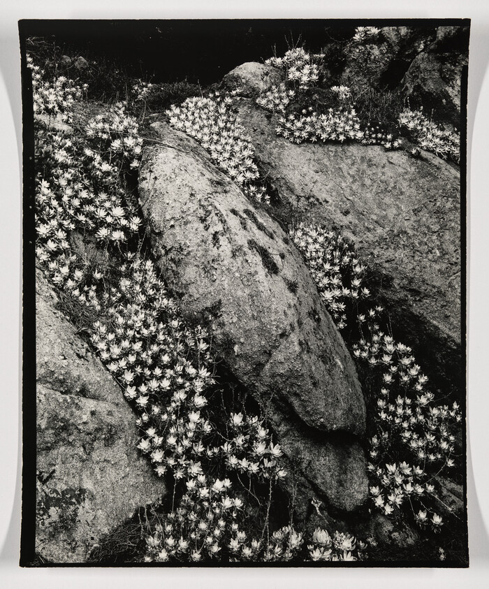 Large weathered rocks surrounded by dense clusters of small white flowers growing in crevices.