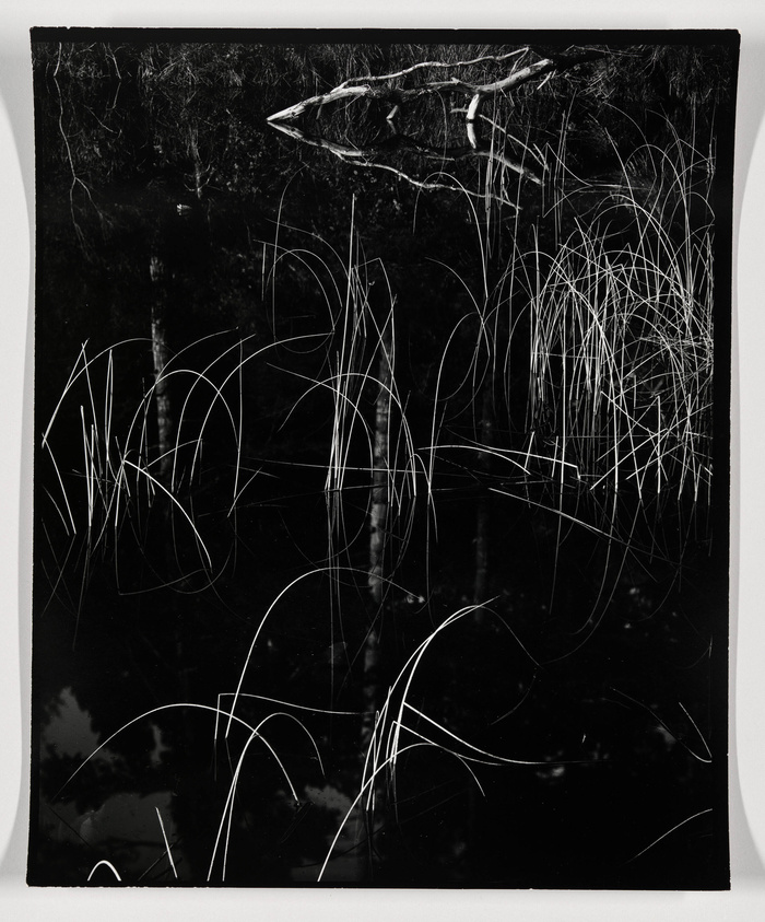 Brett Weston | Reeds in Water | Whitney Museum of American Art
