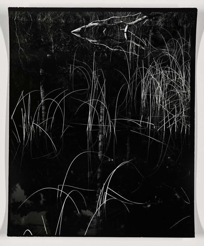 A black and white photograph depicting a dense tangle of thin, curved lines, which appear to be reflections of reeds or grasses on a dark water surface. The background is obscured by the darkness of the water, creating a stark contrast with the light-colored reflections.