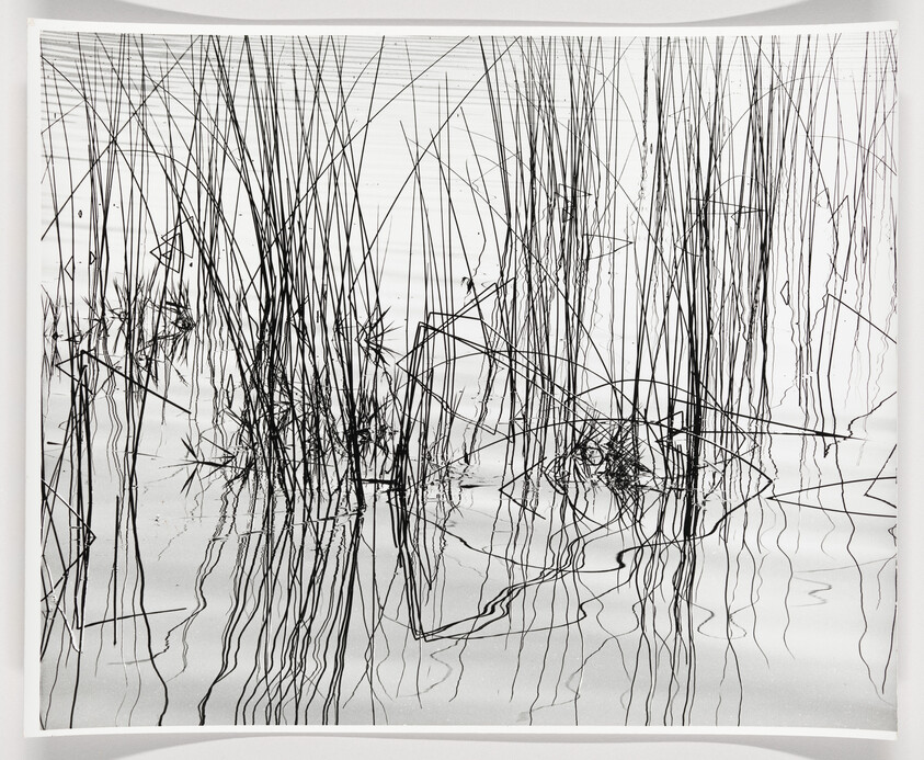 A monochromatic artwork featuring an array of vertical lines and scribbles that create an abstract, grass-like appearance with reflections, suggesting the image could represent reeds or vegetation near water. The piece is displayed against a white background with slight shadows indicating depth.