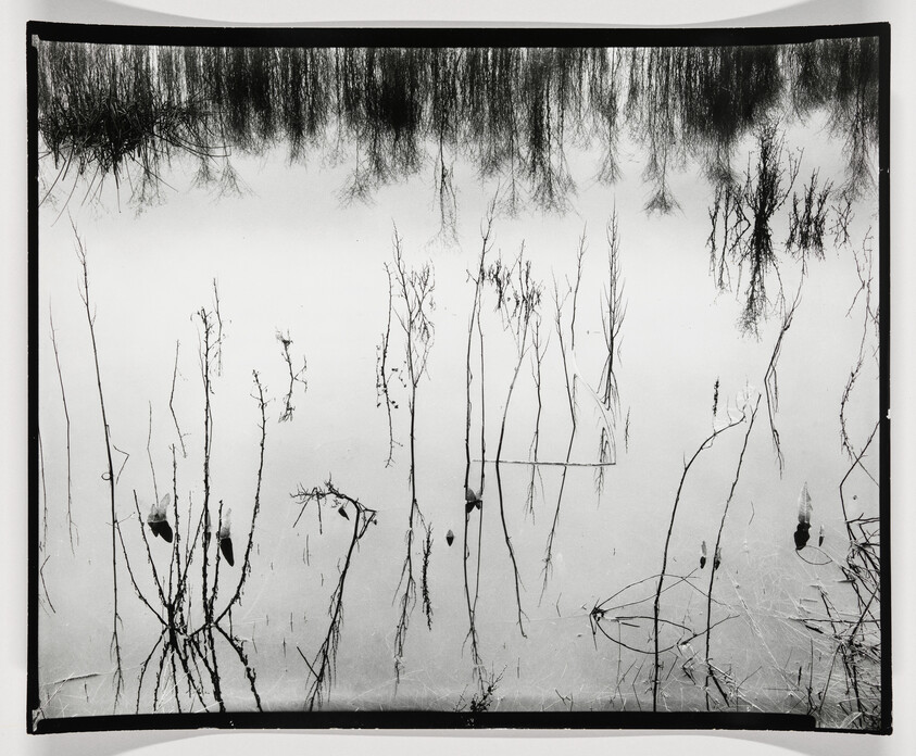 A black and white photograph displaying a reflection of trees in water, creating an almost symmetrical pattern with the real branches above and their mirror images below. The water's surface is calm, and there are several small leaves or debris floating, adding texture to the otherwise smooth reflective surface. The photo is framed with a black border, emphasizing the contrast between the elements.
