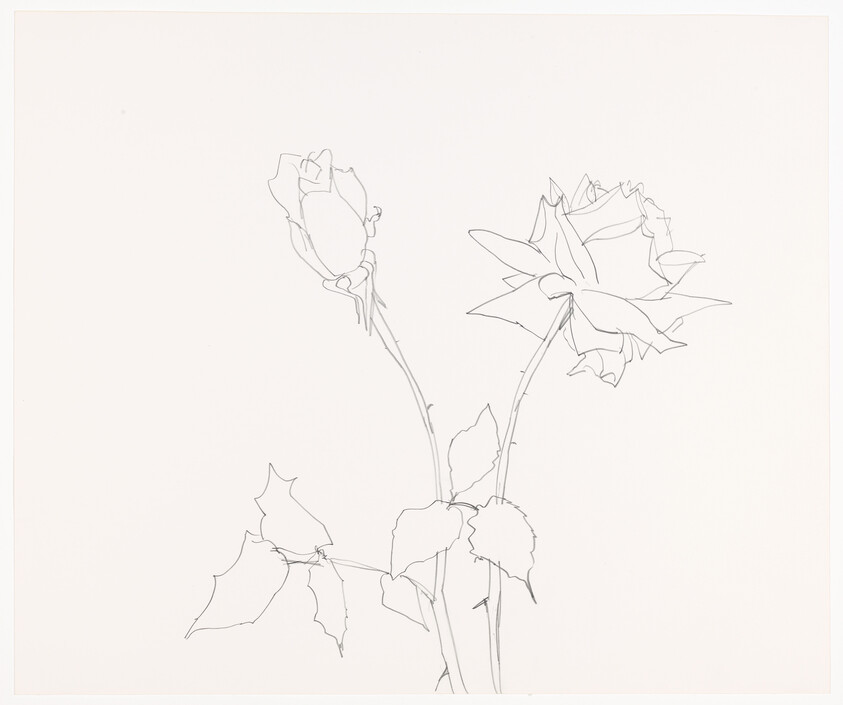 A minimalist line drawing of two roses, one in full bloom and the other partially open, with stems and leaves, on a plain white background.