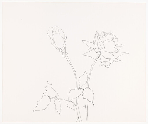 Two rose stems, one bud and one open bloom, sketched with thin gray lines.