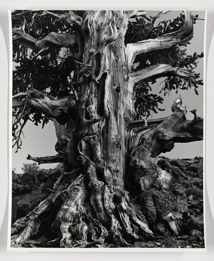 A black and white photograph of a gnarled and ancient tree with a complex network of twisted and weathered branches standing amidst rocky terrain.