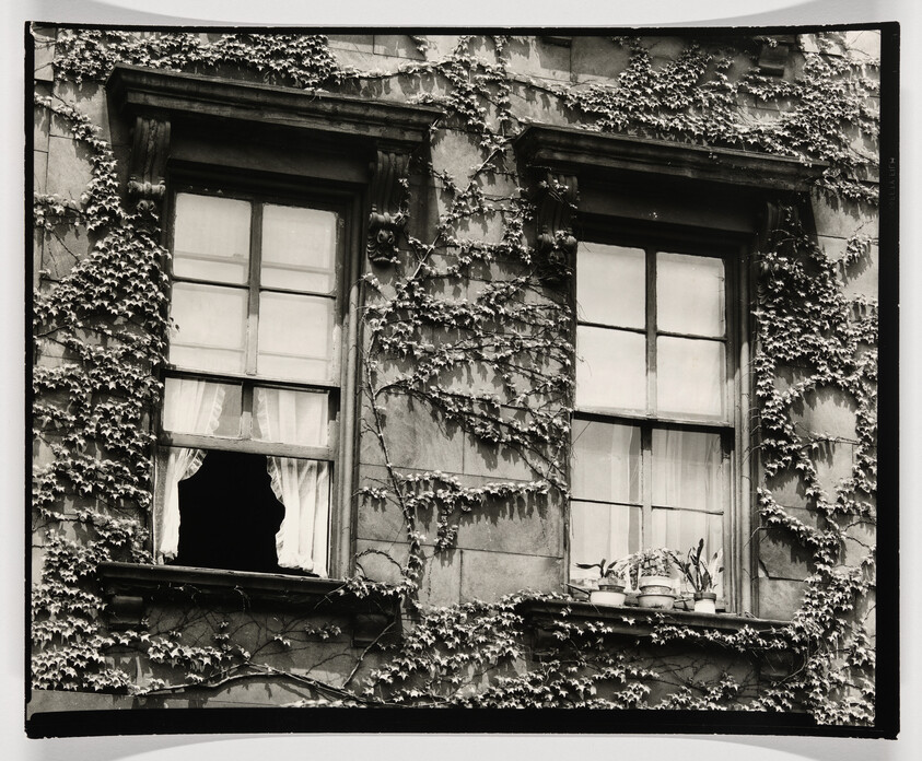Two ivy-covered second-story windows, one with a torn curtain and broken pane, the other with potted plants.