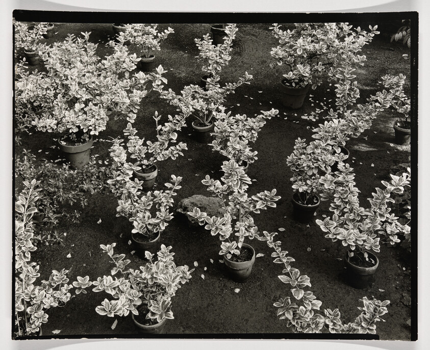 Several potted variegated plants arranged in rows on dark ground in an aerial view.